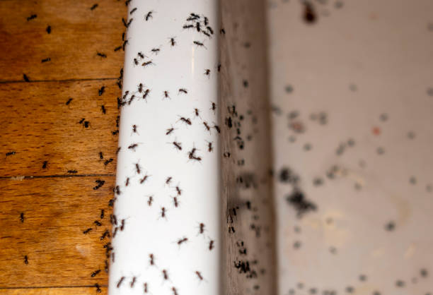 Best Pest Prevention Services  in Hornsby Bend, TX