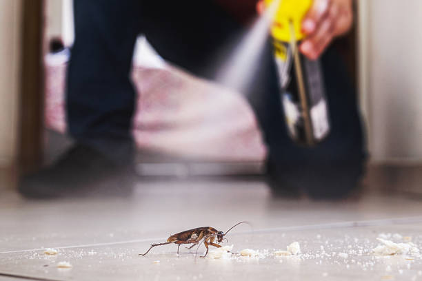 Best Local Pest Control Services  in Hornsby Bend, TX